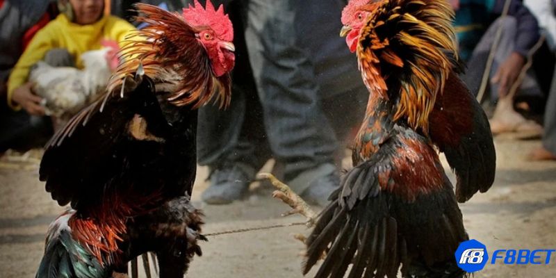 cá cược đá gà Tổng hợp các hình thức cá cược đá gà phổ biến hiện nay