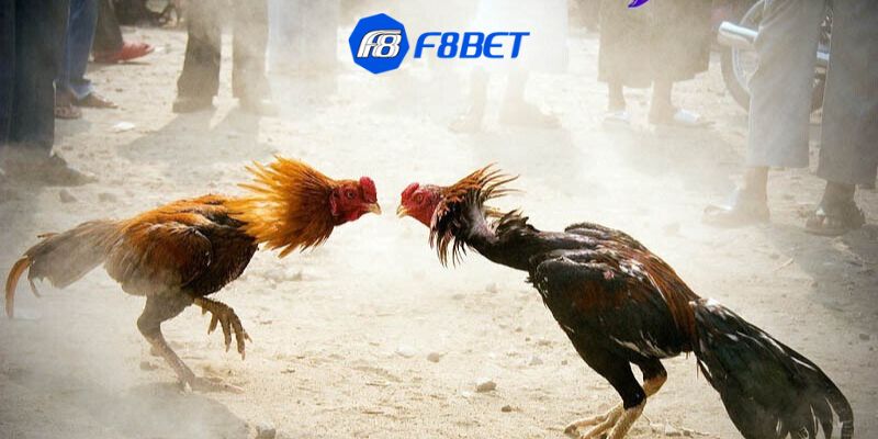 cá cược đá gà Các kiểu đặt cược phổ biến trong cá cược đá gà