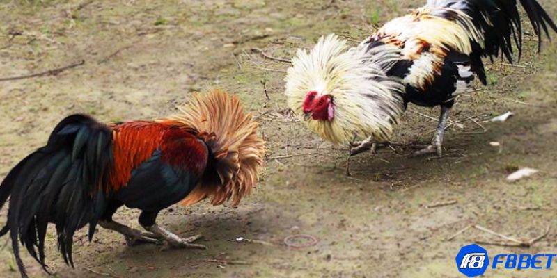 đá gà tre thomo Đá gà tre Thomo: Lý do thu hút nhiều người