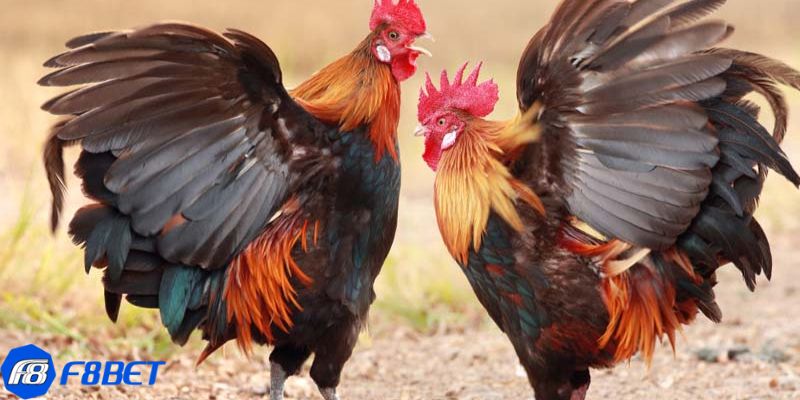 đá gà tre thomo Kinh nghiệm đá gà tre thomo để giành chiến thắng