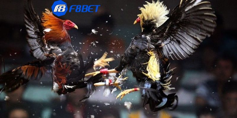 đá gà trực tiếp casino Kinh nghiệm vàng trong chơi đá gà trực tiếp casino: Bí quyết từ các cao thủ