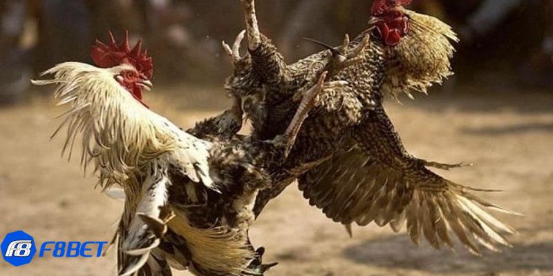 gà cú đá 5 tỷ Cuộc chiến gà cú đá 5 tỷ: Phúc Bình Dương và Hiển Long Xuyên