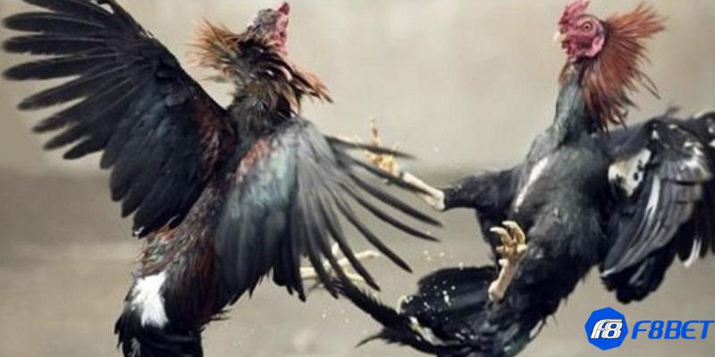 gà cú đá 5 tỷ Tổng quan về trận gà cú đá 5 tỷ mãn nhãn, kịch tính nhất