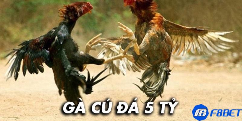 gà cú đá 5 tỷ Phân tích tầm quan trọng của trận đấu gà cú đá 5 tỷ