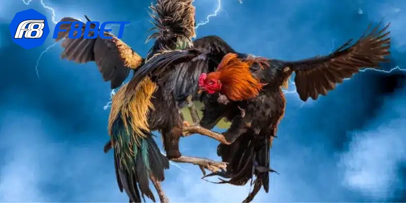 Đá gà Thomo